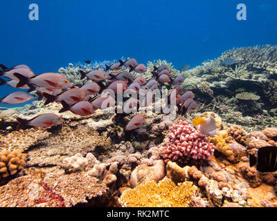 Great Barrier Reef Australia Stock Photo