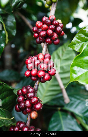 Close up of coffee beans on plantation in the central highlands of Vietnam near Dalat. Coffee is one of the provinces most important exports. Stock Photo