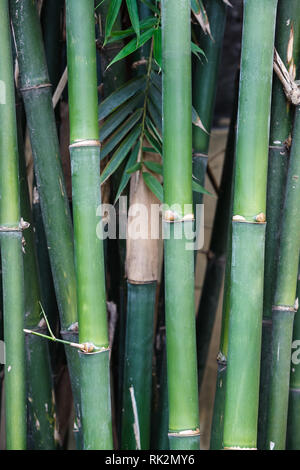 Closeup of stalks of green bamboo growing in straight upright  pattern in bamboo forest Stock Photo