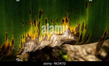 Banana Black Sigatoka Leaf Symptoms Stock Photo