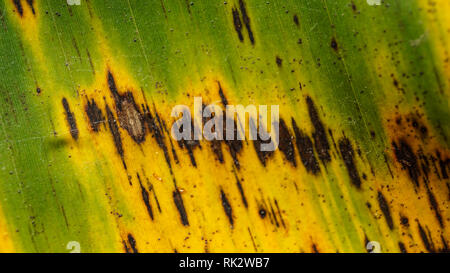 Banana Black Sigatoka Leaf Symptoms Stock Photo