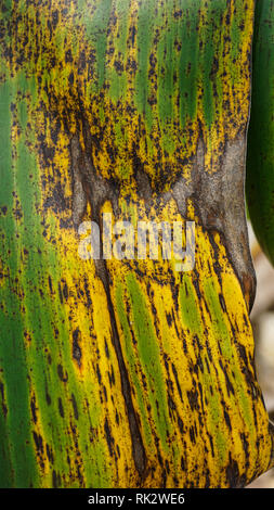 Banana Black Sigatoka Leaf Symptoms Stock Photo