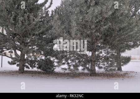 Fury of the Flurry Snow Stock Photo