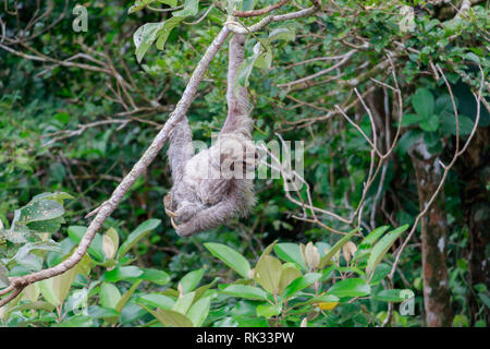 Hanging from a tree branch a mother sloth carries her baby in the dense Panama jungle. Stock Photo