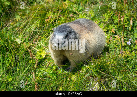 Close up of a well fed marmot on the Grossglockner High Alpine Road, during a Summer holiday trip Stock Photo