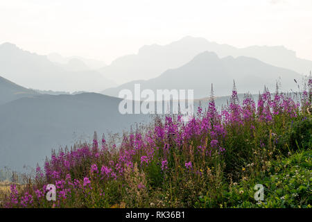 Field of common Fireweed (Chamaenerion angustifolium) wildflowers, also known as Rosebay willowherb, with silhouettes of mountain ridges in background Stock Photo