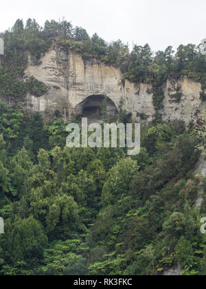 Beech trees on ridge above sandstone cliff,  native forest bush below, tawa trees and tree ferns, Ahuahu Valley, Whanganui River, New Zealand Stock Photo