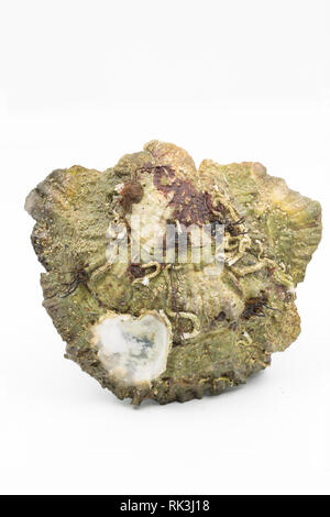 A live European, flat, or native oyster, Ostrea edulis found washed up in the intertidal zone of Portland Harbour Dorset. There are still populations  Stock Photo