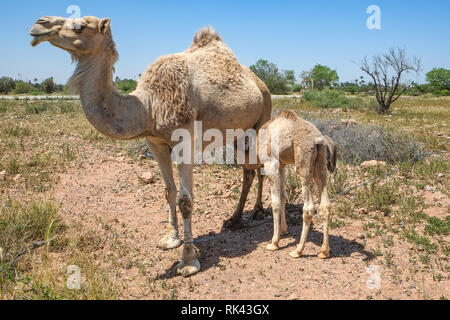 Young camel calf feeding from its mother Stock Photo