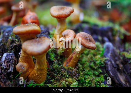 Beautiful forest mushrooms and moss on tree trunk. Close-up picture of the group mushrooms. Stock Photo