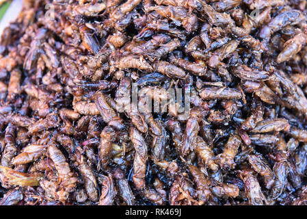 Fried Mole Crickets Stock Photo