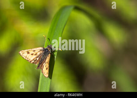 Northern Chequered Skipper Stock Photo