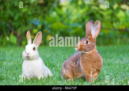 Calm and sweet little brown and white rabbits sitting on green grass, cute bunnies. Stock Photo