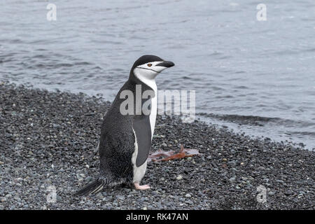 Chinstrap penguin adult on beach in Antarctica Stock Photo