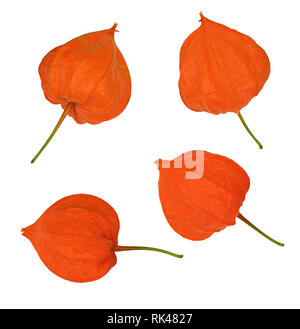Set of orange physalis isolated on white Stock Photo