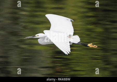 Little egret egretta garzetta wild bird in flight over water with river rural background landscape