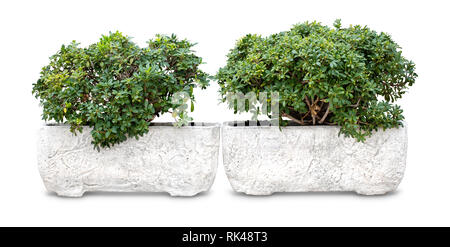 Two small plants for garden design in white clay pots isolated on white background Stock Photo