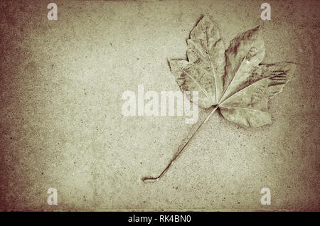 Abstract background, dead maple tree leaf on grunge, concrete pavement, black and white Stock Photo