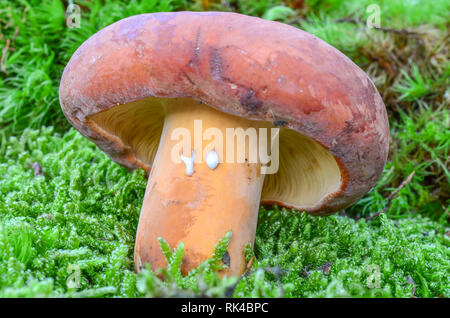 Lactarius volemus, delicious edible wild mushroom, with lot of common names,  Weeping milk cap, Tawny milkcap, The orange-brown milky, The voluminous- Stock Photo