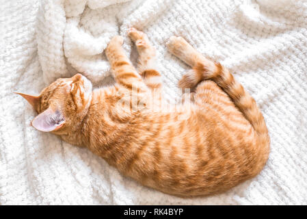 Ginger cat sleeping on soft white blanket, cozy home and relax concept, cute red or ginger cat. Stock Photo