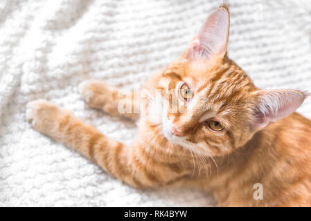 Ginger cat on soft white blanket, close up face, cozy home and relax concept, cute red or ginger cat. Stock Photo