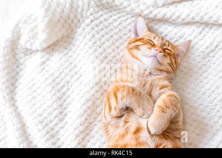 Ginger cat sleeping on soft white blanket, cozy home and relax concept, cute red or ginger cat. Stock Photo