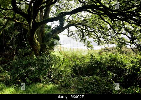 Irish fairytale-like landscape with a tree on Holy Island in Lough Derg, County Clare. Stock Photo