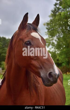 Portrait of a beautiful brown mare in Ireland, County Clare. Stock Photo