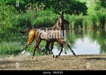 Two horses flying above the ground running in trot near water in summer field. Horizontal, sideways, in motion. Stock Photo