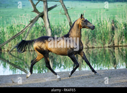 Dappled buckskin Akhal-Teke stallion runs in trot near water with all four legs in the air looking at a camera. Horizontal, side view, in motion. Stock Photo