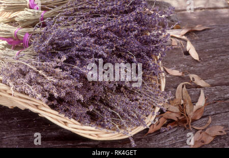 CANE BASKET OF BUNCHES OF DRIED FRENCH LAVENDER (LAVANDULA ANGUSTIFOLIA) ON OUTDOOR WOODEN TABLE. AUSTRALIA. Stock Photo