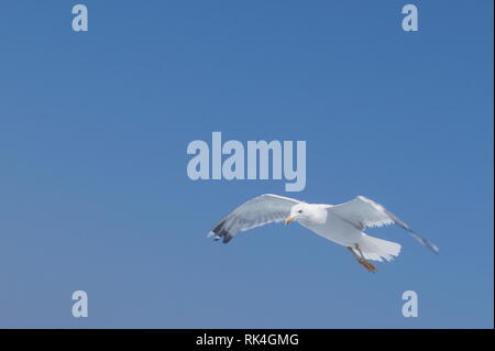 A seagull flies in the sky Stock Photo