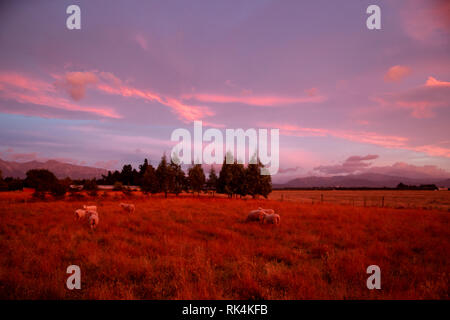 An early morning pink sunrise over sheep grazing in a field in rural Canterbury, New Zealand Stock Photo