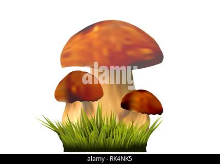 Edible mushrooms on grass, Boletus edulis isolated on the white background Stock Vector