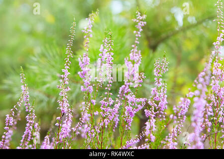 Bunch of purple scotch heather (Calluna vulgaris, erica, ling