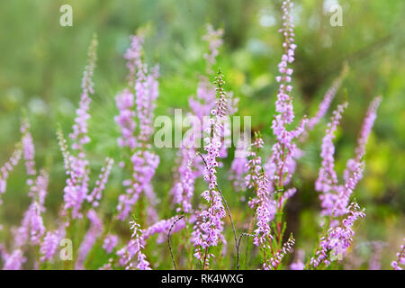 Blooming Heather (calluna Vulgaris, Erica, Ling) In Forest. Stock