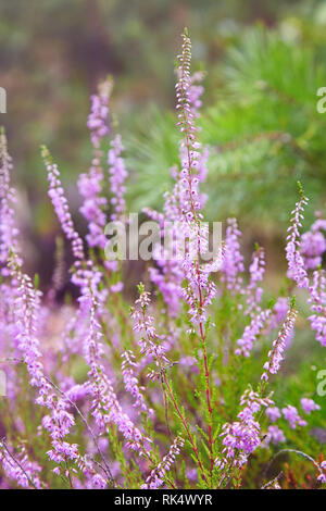 Calluna vulgaris, Ling, Erica, multicolored Heather in bloom