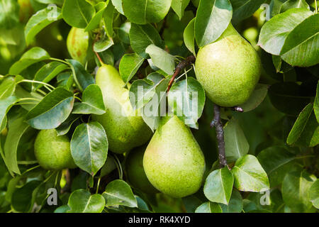 Fresh ripe pears on the branch growing on a tree Stock Photo
