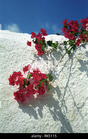 Bougainvillea growing over a whitewashed wall, Koroni, Messinia, Greece Stock Photo
