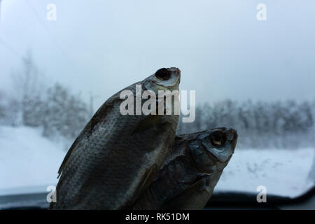 Dried fish on the table. Salty dry river fish on a dark wooden background.top view with copy space . Stock Photo