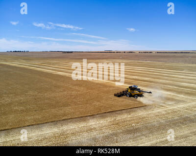 Aerial of cereal grain harvesting with a combine harvester Eyre Peninsula South Australia Stock Photo