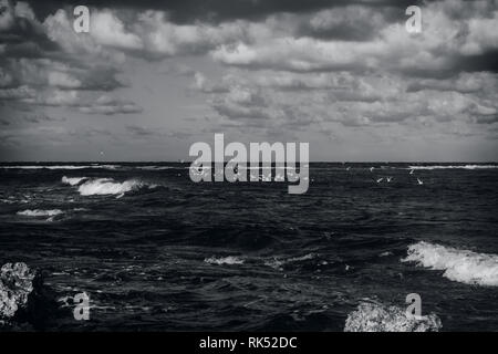 Rough Seas in Malta in black and white featuring seagulls over water during a storm. Stock Photo