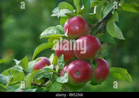 Red apples at Apple tree (Malus domestica), variety Berner Rosenapfel, Germany, Europe Stock Photo