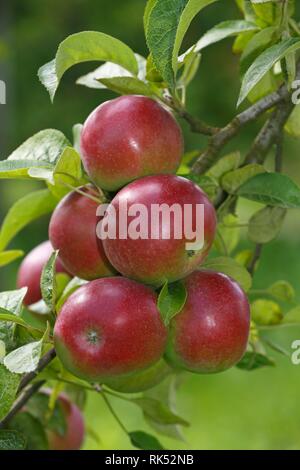 Red apples at Apple tree (Malus domestica), variety Berner Rosenapfel, Germany, Europe Stock Photo