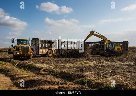 Huge sugarcane truck in the sugar fields, Malawi, Africa Stock Photo