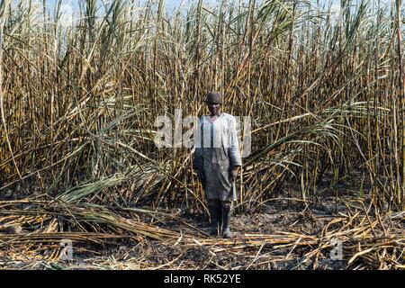 Sugar cane cutter in the burned sugar cane fields, Nchalo, Malawi, Africa Stock Photo