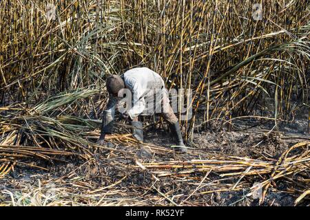 Sugar cane cutter in the burned sugar cane fields, Nchalo, Malawi, Africa Stock Photo