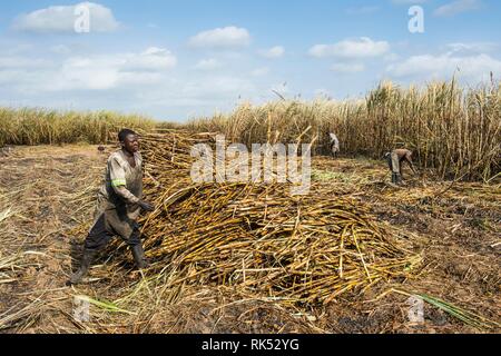 Sugar cane cutter in the burned sugar cane fields, Nchalo, Malawi, Africa Stock Photo