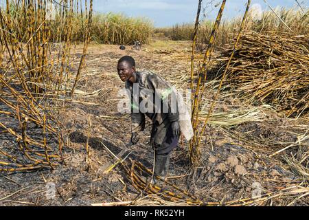 Sugar cane cutter in the burned sugar cane fields, Nchalo, Malawi, Africa Stock Photo