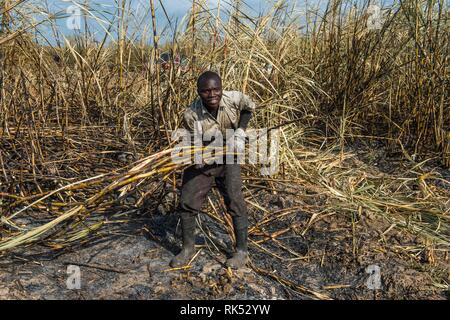 Sugar cane cutter in the burned sugar cane fields, Nchalo, Malawi, Africa Stock Photo